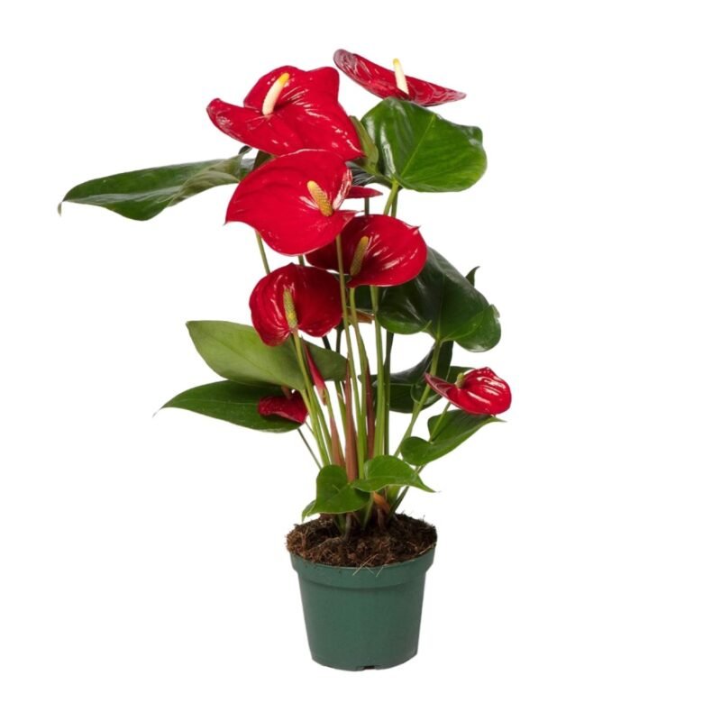 Anthurium andraeanum – Flamingoplant Red