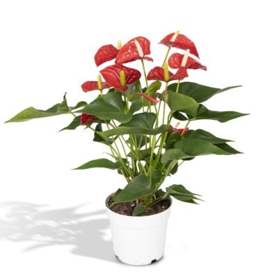 Anthurium andraeanum – Flamingoplant Red - 55