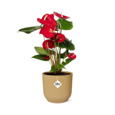 Anthurium andraeanum – Flamingoplant Red in Elho Vibes Pot - geel