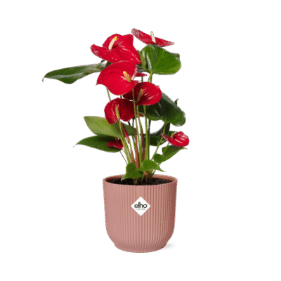Anthurium andraeanum – Flamingoplant Red in Elho Vibes Pot - roze