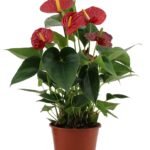 Anthurium andraeanum - Flamingoplant Success Red - 43 cm