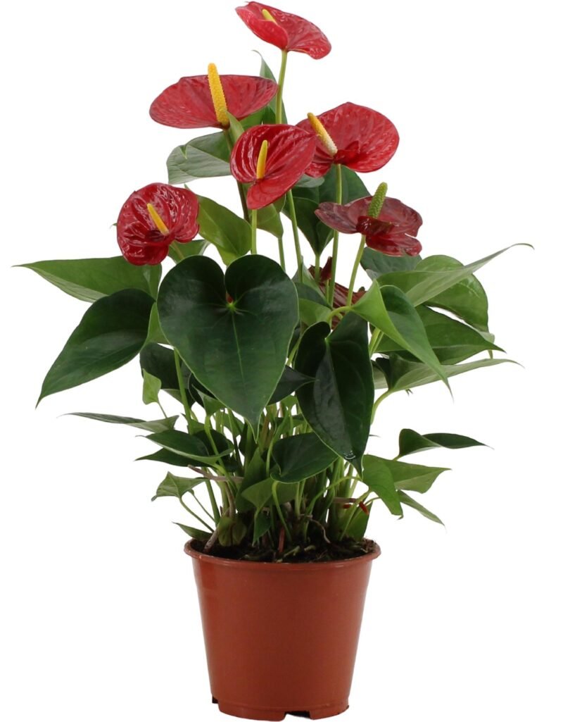 Anthurium andraeanum - Flamingoplant Success Red - 43 cm
