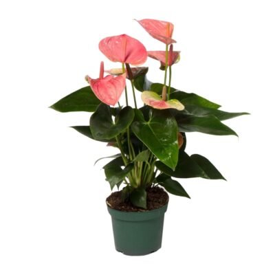 Anthurium andraeanum - Flamingoplant Sweet Dream - 35 cm
