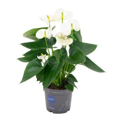 Anthurium andraeanum - Flamingoplant White - 43 cm