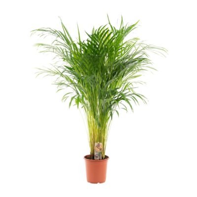 Dypsis lutescens – Goudpalm (Areca) - 110