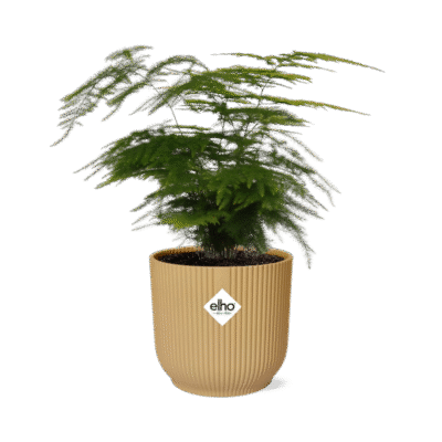 Asparagus setaceus ‘Plumosus’ – Sierasperge ‘Plumosus’ in Elho Vibes Fold Pot - geel