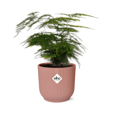 Asparagus setaceus ‘Plumosus’ – Sierasperge ‘Plumosus’ in Elho Vibes Fold Pot - roze