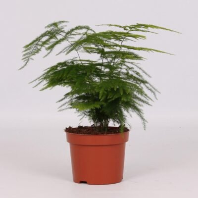 Asparagus setaceus – Sierasperge (Verenplant) - 28