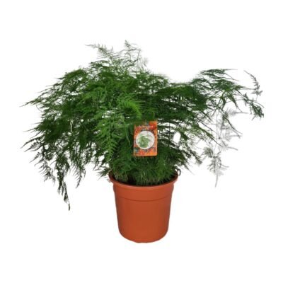 Asparagus setaceus – Sierasperge (Verenplant) - 70