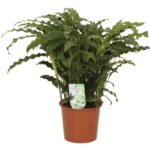 Goeppertia ‘Bluegrass’ – Pauwenplant Bluegrass