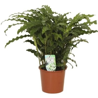 Goeppertia ‘Bluegrass’ – Pauwenplant Bluegrass