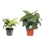 Goeppertia orbifolia – Pauwenplant Orbifolia