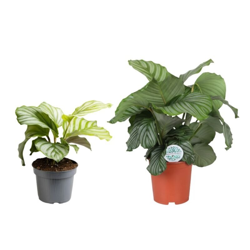 Goeppertia orbifolia – Pauwenplant Orbifolia