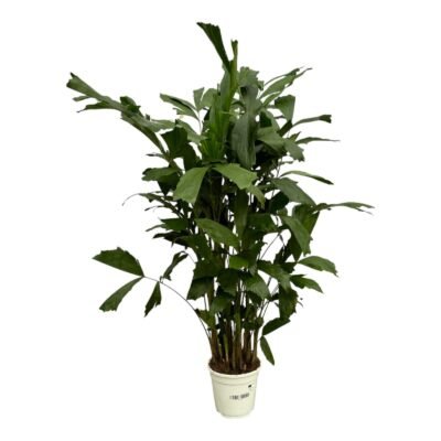 Caryota mitis – Vissenstaartpalm - 130