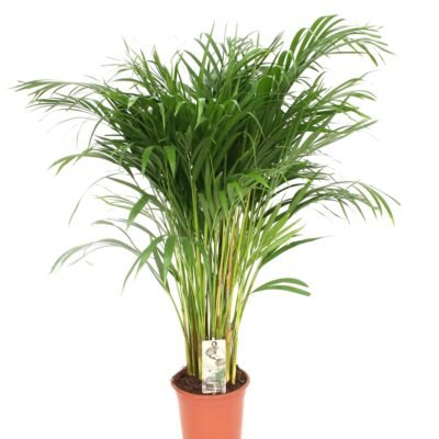 Dypsis lutescens – Goudpalm (Areca) - 110