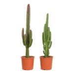 Euphorbia trigona - Afrikaanse melkboom groen/rood - 75 cm - 2 stuks