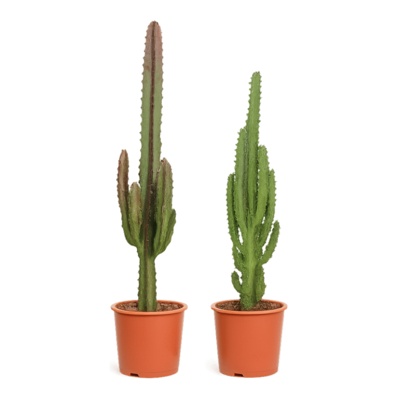 Euphorbia trigona - Afrikaanse melkboom groen/rood - 75 cm - 2 stuks