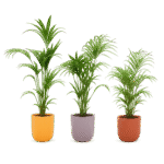 Howea forsteriana – Kentia palm in Elho Jazz Pot