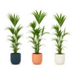Howea forsteriana – Kentia palm in Elho Vibes Pot