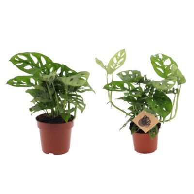 Monstera adansonii – Monkey Leaf