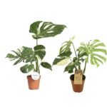 Monstera deliciosa ‘Thai Constellation’ – Bonte Monstera Thai Constellation