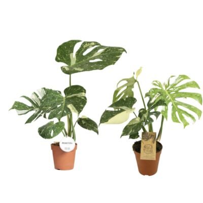 Monstera deliciosa ‘Thai Constellation’ – Bonte Monstera Thai Constellation