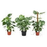 Monstera deliciosa – Gatenplant