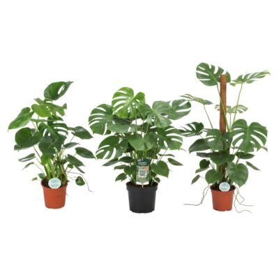 Monstera deliciosa – Gatenplant