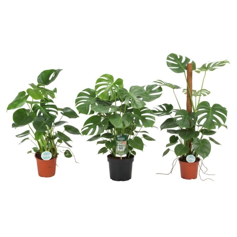 Monstera deliciosa – Gatenplant