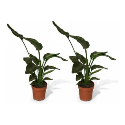 Strelitizia nicolai set van 2 kopen bij plantscount