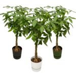 Pachira aquatica – Geldboom in Elho Greenville Pot