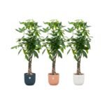 Pachira aquatica – Geldboom in Elho Vibes Fold Pot