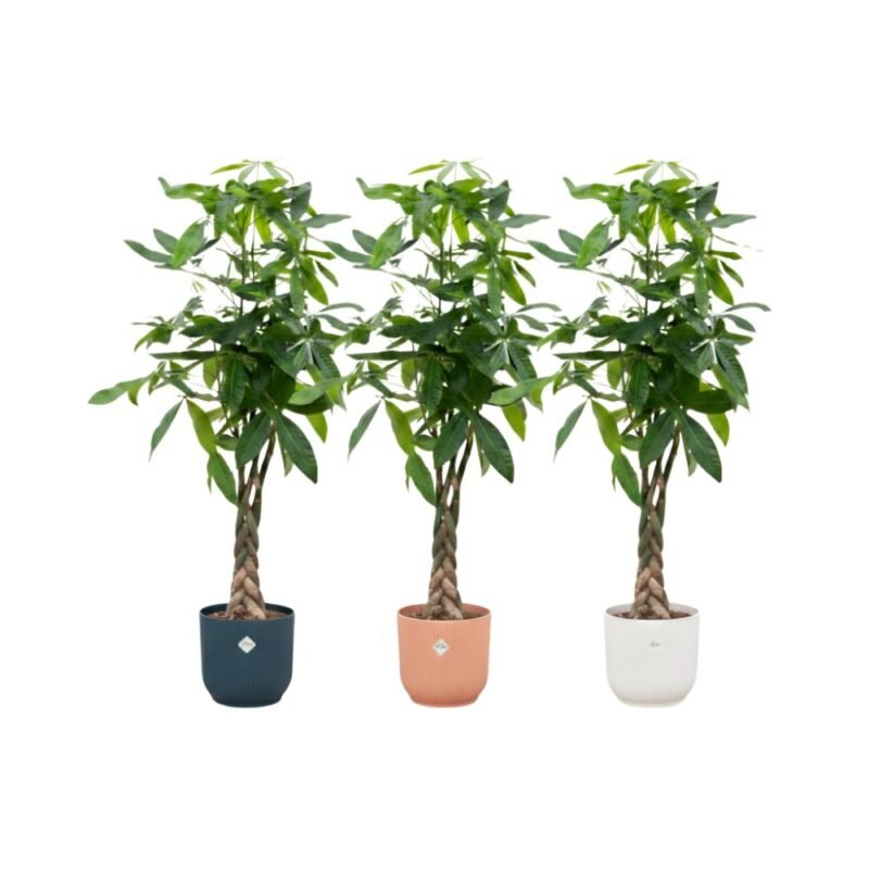 Pachira aquatica – Geldboom in Elho Vibes Fold Pot