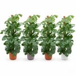 Pachira aquatica – Geldboom in Elho Vibes Fold Pot