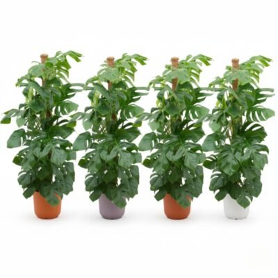 Pachira aquatica – Geldboom in Elho Vibes Fold Pot