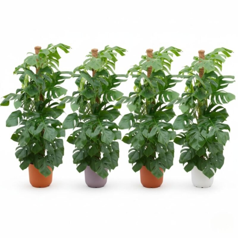 Pachira aquatica – Geldboom in Elho Vibes Fold Pot