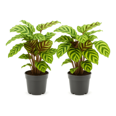 Goeppertia makoyana - Pauwenplant Makoyana - 45 cm - 2 stuks