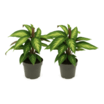 Goeppertia majestica ‘Princeps’ - White Star - 45 cm - 2 stuks