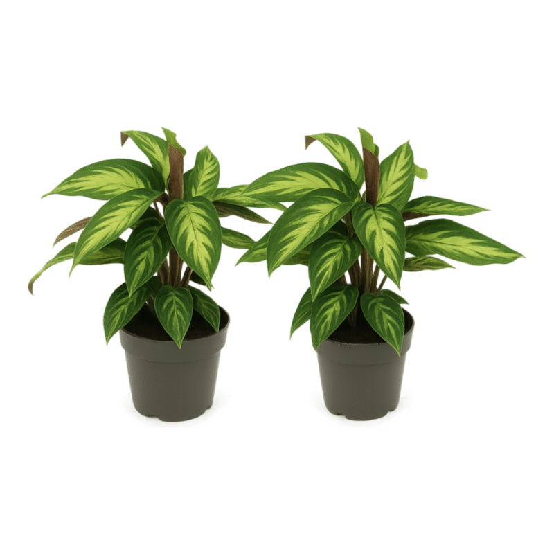 Goeppertia majestica ‘Princeps’ - White Star - 45 cm - 2 stuks