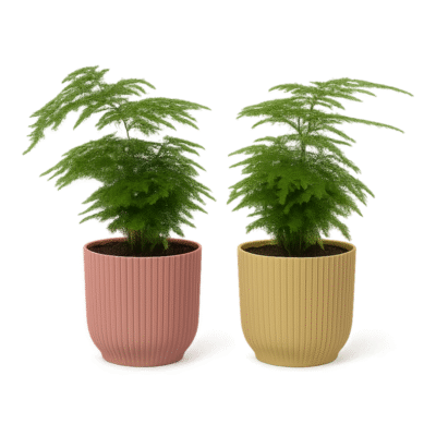 Asparagus setaceus ‘Plumosus’ – Sierasperge ‘Plumosus’ in Elho Vibes Fold Pot