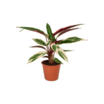 Goeppertia ‘Triostar’ – Pauwenplant Triostar