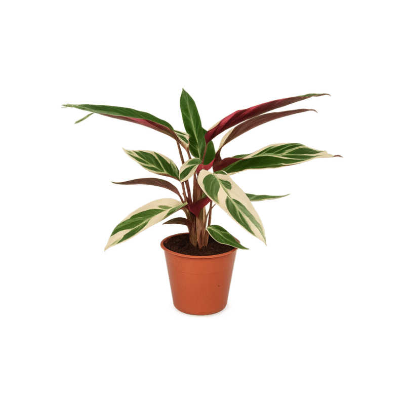 Goeppertia ‘Triostar’ – Pauwenplant Triostar