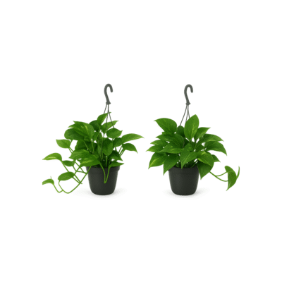 Epipremnum aureum – Scindapsus (Geldplant) hangplant