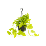 Epipremnum aureum ‘Golden Pothos’ – Scindapsus Golden Pothos hangplant