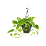 Epipremnum aureum ‘Marble Queen’ – Scindapsus Marble Queen hangplant