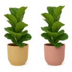 Ficus lyrata ‘Bambino’ – Vioolbladplant Bambino in Elho Vibes Fold Pot
