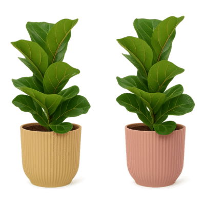 Ficus lyrata ‘Bambino’ – Vioolbladplant Bambino in Elho Vibes Fold Pot