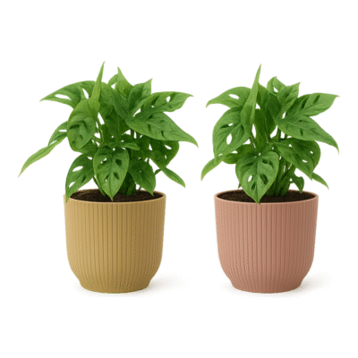 Monstera adansonii – Monkey Leaf in Elho Vibes Fold Pot