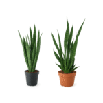 Sansevieria zeylanica – Vrouwentong Zeylanica