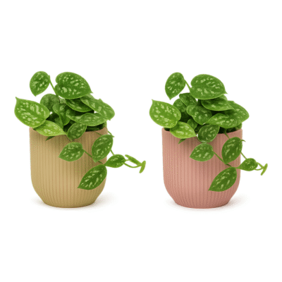 Scindapsus pictus ‘Argyraeus’ – Satijnplant Argyraeus in Elho Vibes Fold Pot